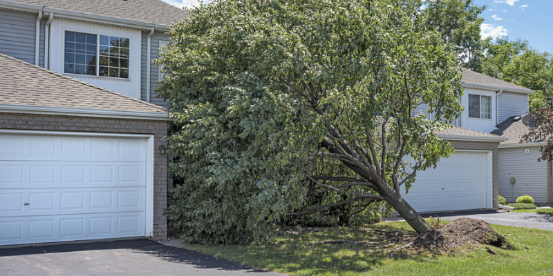 Are Landlords Responsible For Trees On A Rental Property 